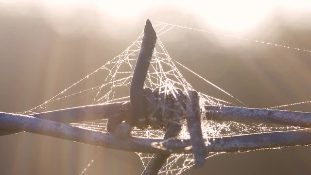 Stacheldraht mit Spinnweben und Morgentau