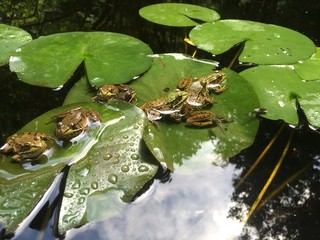 Frogs a many