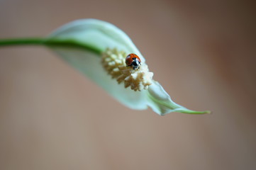 SONY DSC Biedronka © tadzio1964