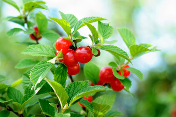 ripe cherry on a branch