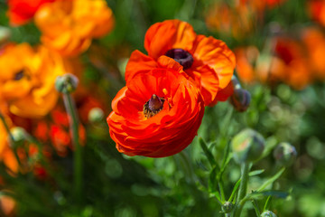 Obraz premium orange flower