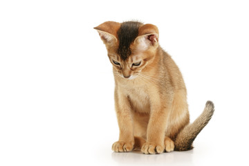 wild color abyssinian kitten 3 month sitting on white background looking down © GCapture