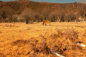 Horse grazing on pasture in Pudacuo National Park located at Shangri-La (Zhongdian), Yunnan, China.