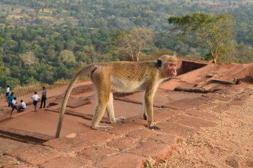 Monkey on top of Sigiriya rock, Sri Lanka