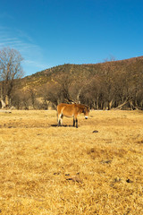 Horse grazing on pasture in Pudacuo National Park located at Shangri-La (Zhongdian), Yunnan, China.