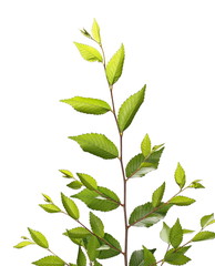 leaves isolated on white background, plant hedges with clipping path