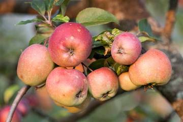 An apple growing on tree.