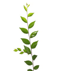 leaves isolated on white background, plant hedges with clipping path