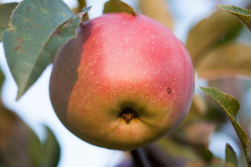 An apple growing on tree.