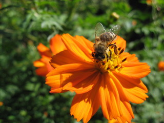 bee on flower