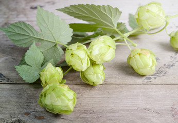 Green Hop Cones on a old wooden background. Fresh herbal ingredient for beer production