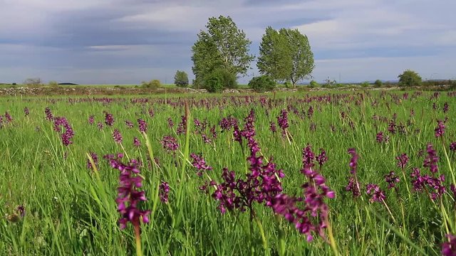 Paisaje soleado con prados de hierba verde y alta en primavera, plagados de flores orquideas silvestres de color purpura que se mueven con el viento. Con dos chopos al fondo y cercados de piedra
