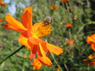 Bee on flower