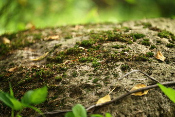 big stone in forest covered with mos closeup