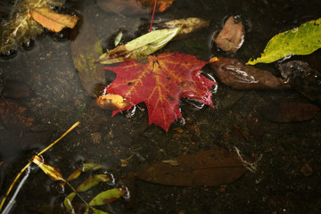red autumn leaf in a puddle close up
