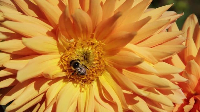 Abeja chupando nectar en flor dalia de color amarillo

