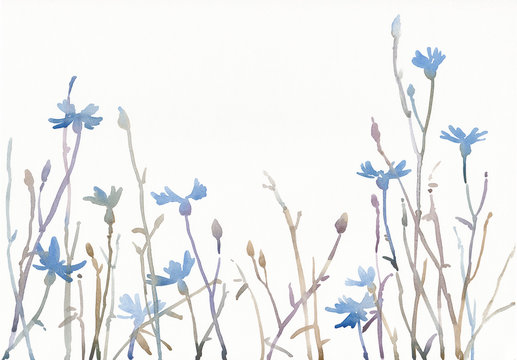 Watercolor painted background, blue cornflowers.