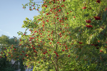 Fototapeta na wymiar ashberry on rowan tree in a sunny autumn day