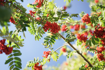 ashberry on rowan tree in a sunny autumn day