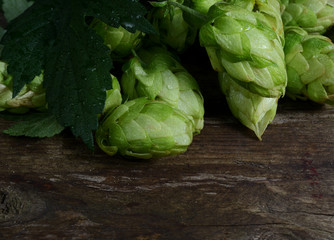 Green Hop Cones on a old wooden background. Fresh herbal ingredient for beer production