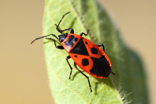 Close-up shot of a fire bug