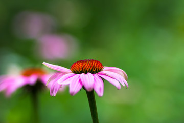 Echinacea flower