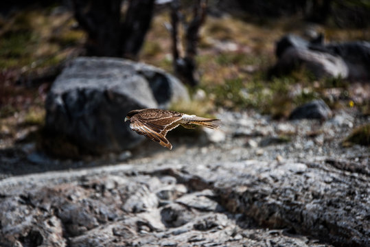 Cinereous Harrier