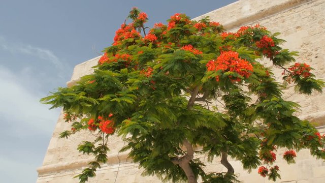 Red flowered tree of delonix regia, Malta, Valleta