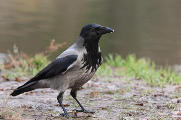 Hooded Сrow (Corvus cornix)