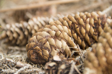 Kiefernzapfen am Waldboden
