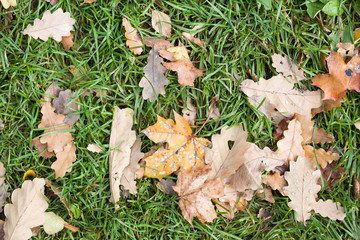 Top view on green grass with autumn yellow leaves. Autumn and lifestyle concept