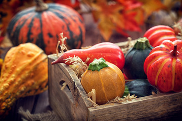 Autumn pumpkin composition on wooden table 