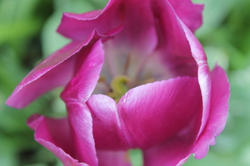 Tulip Secrets