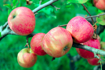 branch of ripe apples