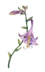 Branch of purple hosta flower isolated on white. Hosta ventricosa minor, asparagaceae family. Watercolor painting.