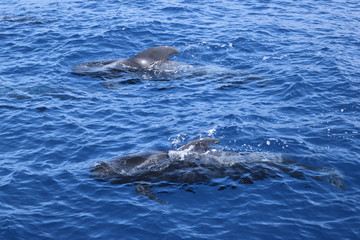 Wale Grindwale Pilotwale Zahnwale Delfine
