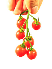 Cherry tomatoes in the hand isolated on the white