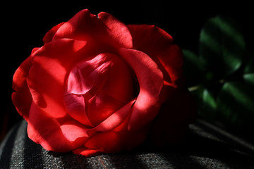 Natural red rose background