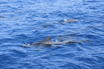 Wale Grindwale Pilotwale Zahnwale Delfine
