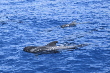 Wale Grindwale Pilotwale Zahnwale Delfine © Max40547