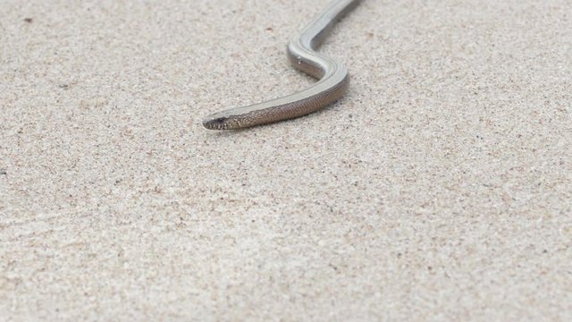 The Anguis fragilis or slow worm snake like limbless lizard on sandy beach