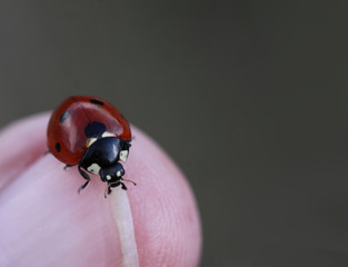 Ladybug came to visit me ...
