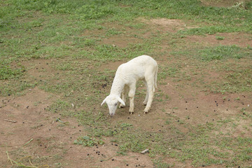 Fototapeta premium Lamb in stable