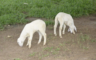 Fototapeta premium Lamb in stable