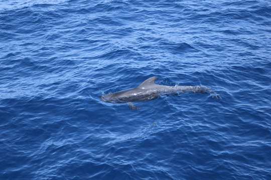 Wal Grindwal Pilotwal Zahnwal Delfin