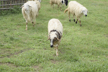 Obraz premium Sheep in stable