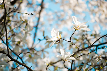 Charming white flowers of magnolia tree. Spring in Lviv, Ukraine