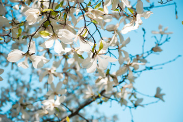 Charming white flowers of magnolia tree. Spring in Lviv, Ukraine