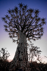 Quiver Tree at Sunset
