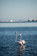 Two Flamingos in the Bay